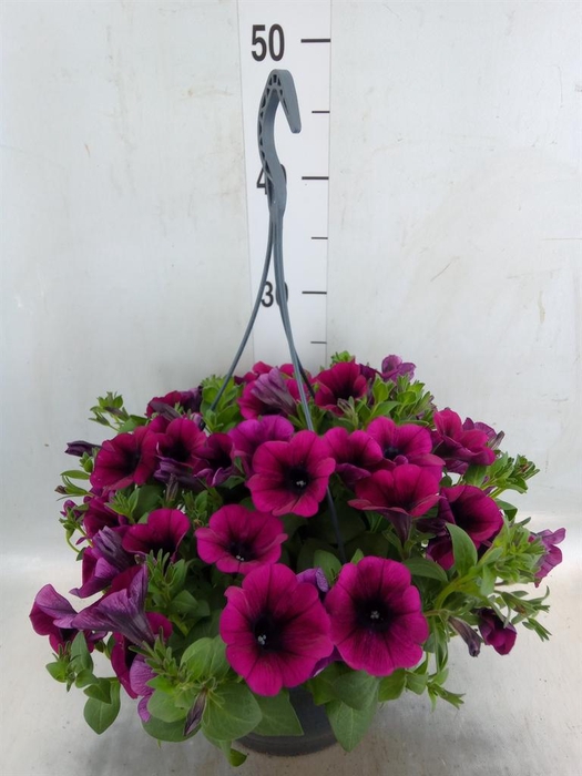 <h4>Petunia   ...</h4>