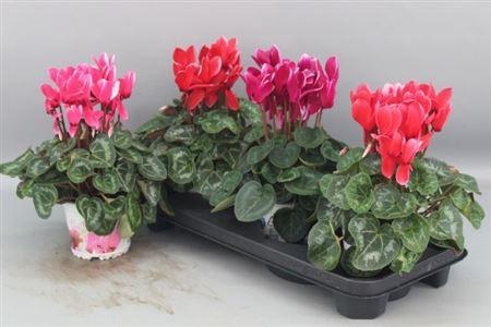 <h4>Cycl Gr Halios Fant</h4>