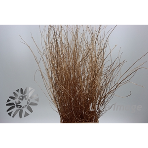 Betula paint antique gold