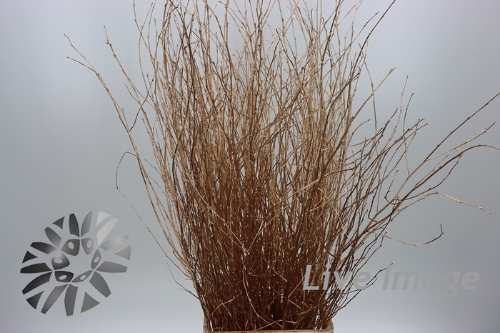 <h4>Betula paint antique gold</h4>