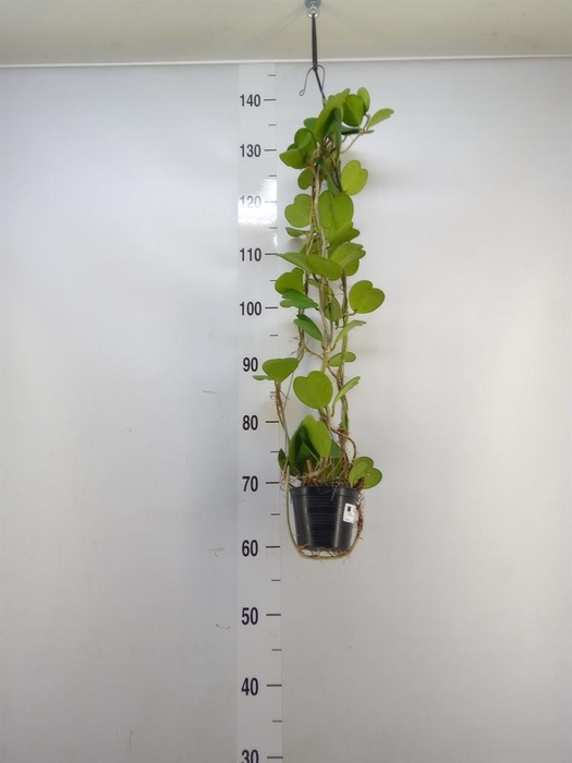 <h4>Hoya kerrii</h4>