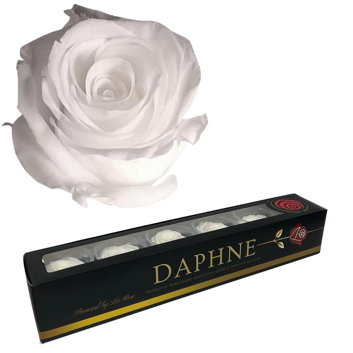 <h4>Preserved Rosa White Xl</h4>