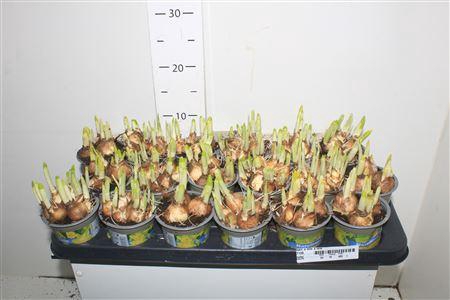 <h4>Narc O Tete A Tete</h4>