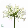 Agapanthus Snow Star Super