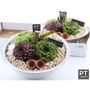 ARR SEMPERVIVUM