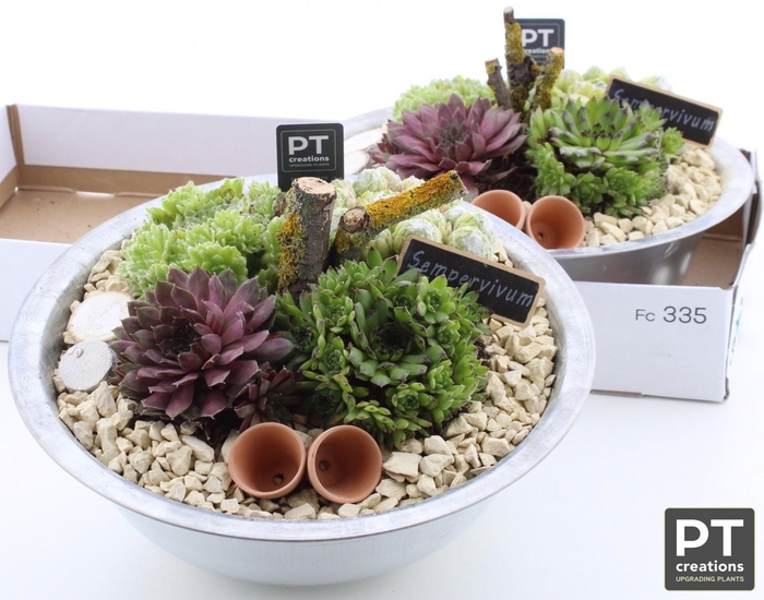 <h4>ARR SEMPERVIVUM</h4>