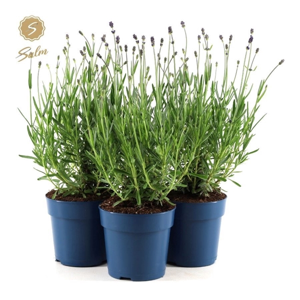 <h4>Lavandula ang. 'Felice Premium Provence'® P12</h4>
