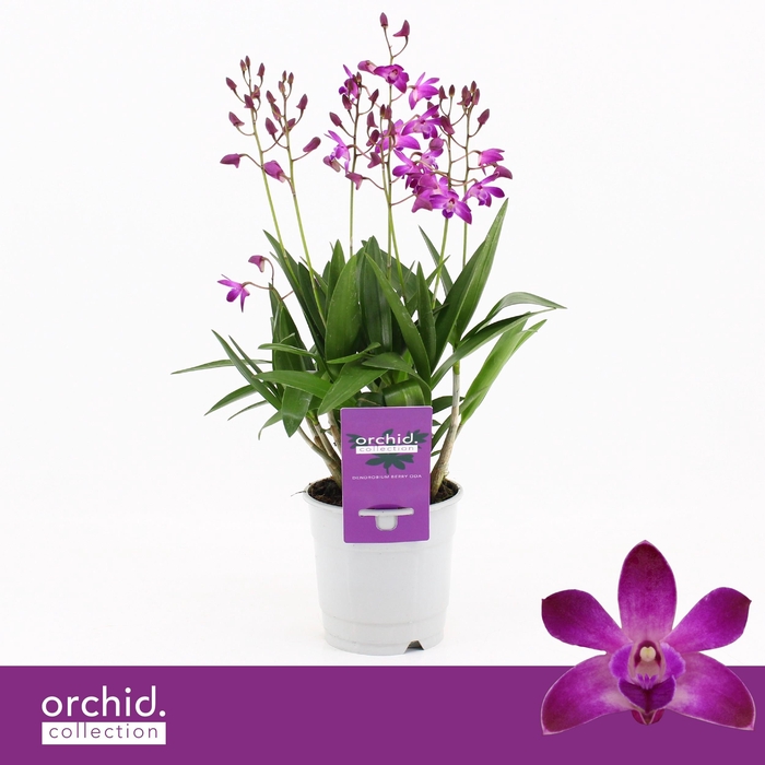<h4>Dendrobium, Berry Oda 9+ spike 'Orchid Collection'</h4>