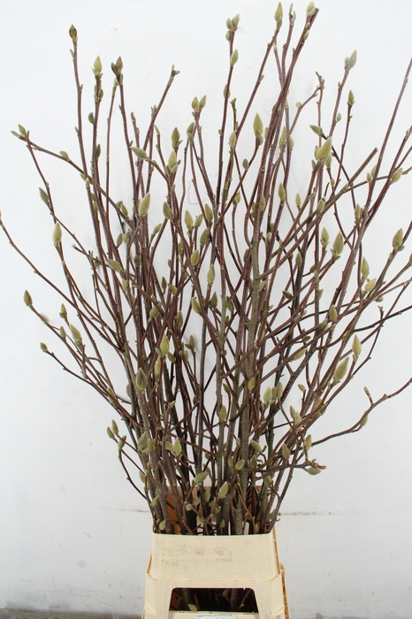 <h4>MAGNOLIA LENNEI ALBA PER STEM 160CM</h4>