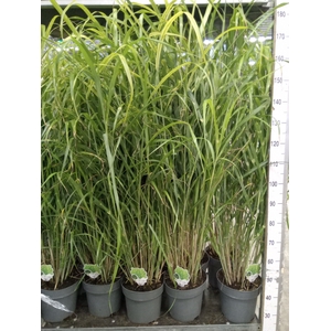 Miscanthus sin. 'Zebrinus'