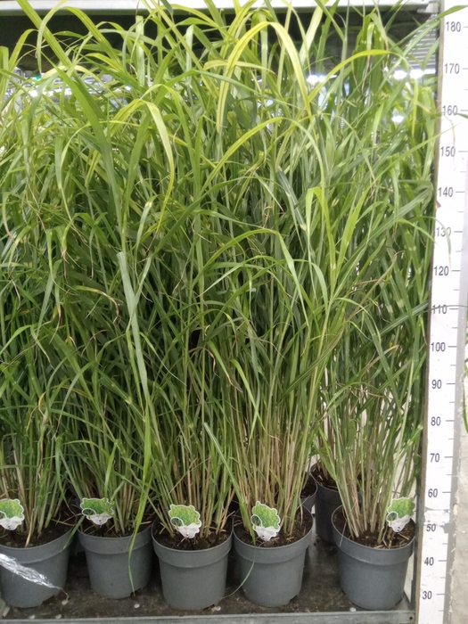 <h4>Miscanthus sin. 'Zebrinus'</h4>