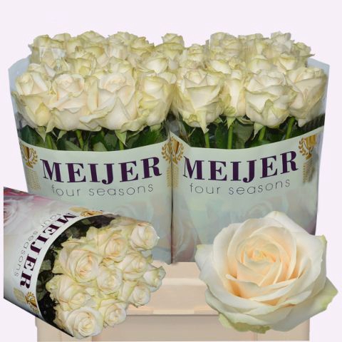 <h4>Rozen Rosa Four Seasons</h4>