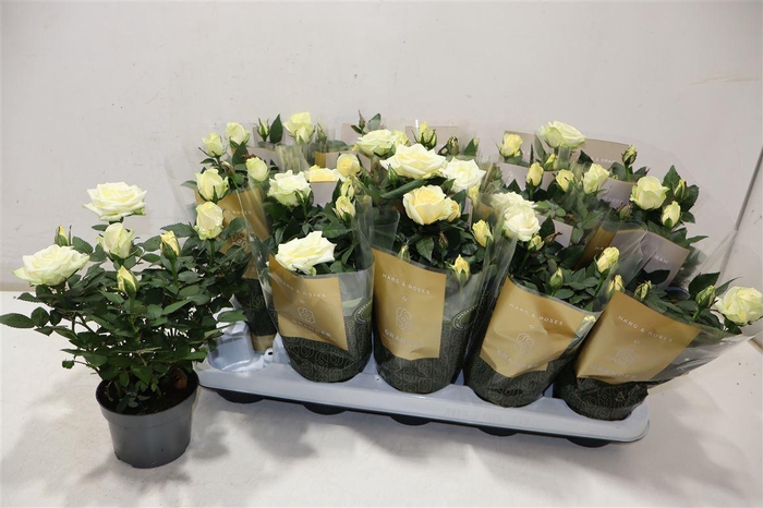 <h4>Ro Pearl Kord Gr</h4>