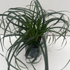 Carex oshimensis