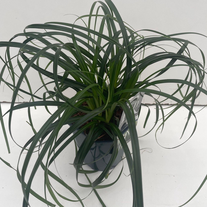 <h4>Carex oshimensis</h4>