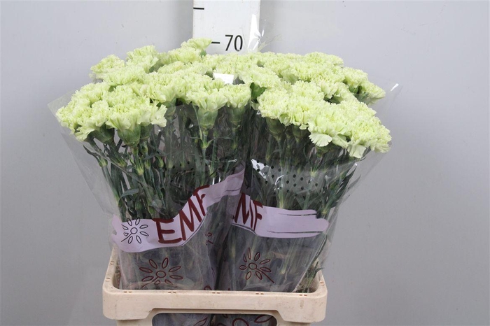 <h4>Di St Goblin</h4>