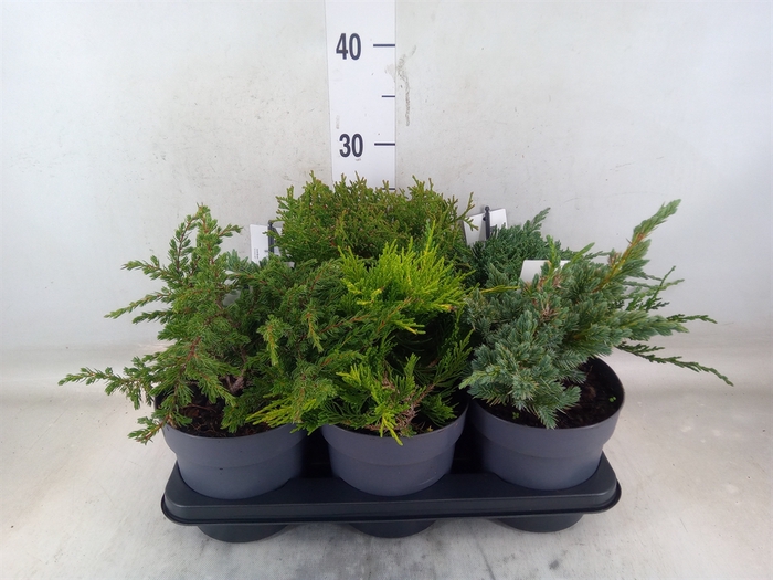 <h4>Conifers   ...</h4>