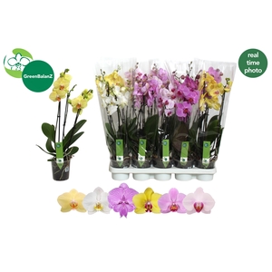 PHAL GEM 6 KL