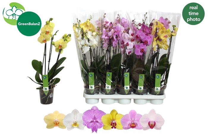 <h4>PHAL GEM 6 KL</h4>