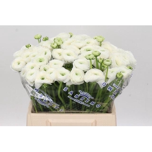 Ranunculus Clooney Firenze Extra