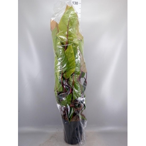 Philodendron  'Painted Lady'