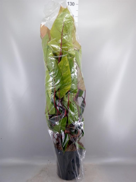 <h4>Philodendron 'Painted Lady'</h4>