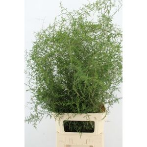 ASPARAGUS SELVATICO PER STEM