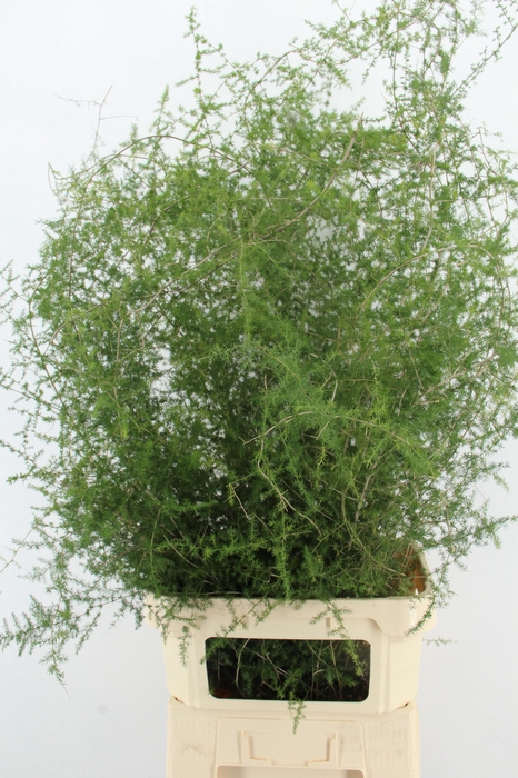 ASPARAGUS SELVATICO PER STEM