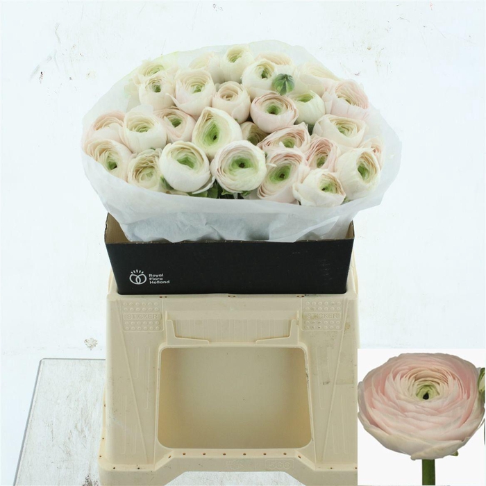 <h4>RAN SU HANOI</h4>