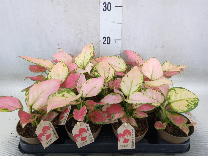 <h4>Aglaonema   ...</h4>