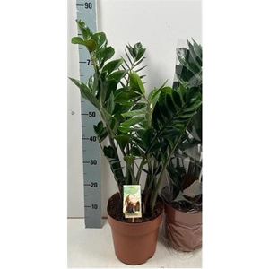 Zamioculcas