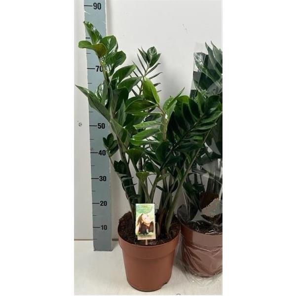 <h4>Zamioculcas</h4>