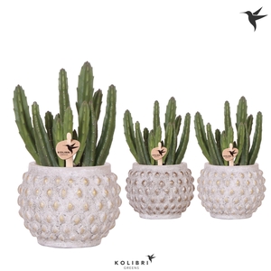 Kolibri Greens Stapelia Leendertziae in Marrakesh pot gold copper mix