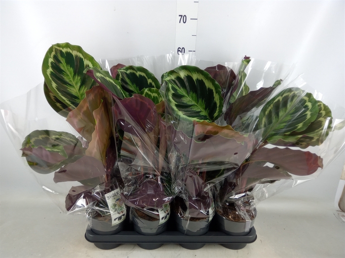 <h4>Calathea  'Medallion'</h4>