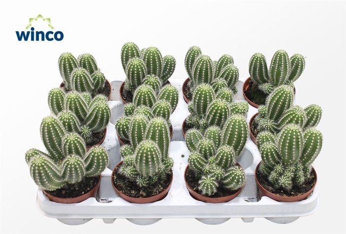 Trichocereus Huascha (group)