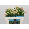 Ranunculus Butterfly Ariadne
