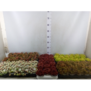 Sempervivum   ...mix