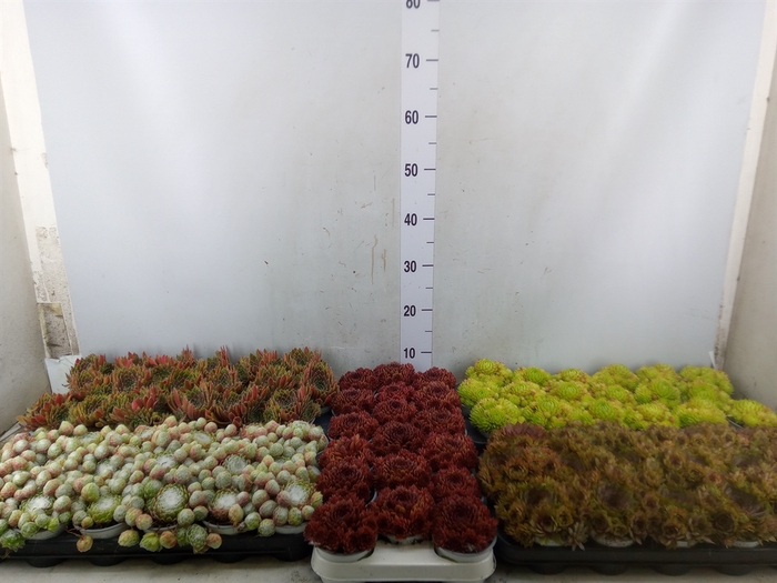 <h4>Sempervivum   ...mix</h4>