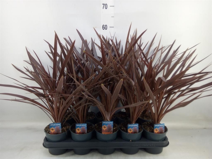 <h4>Cordyline austr. 'Red Star'</h4>