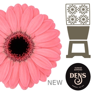 Germini Gerbera mini Jolie Diamond