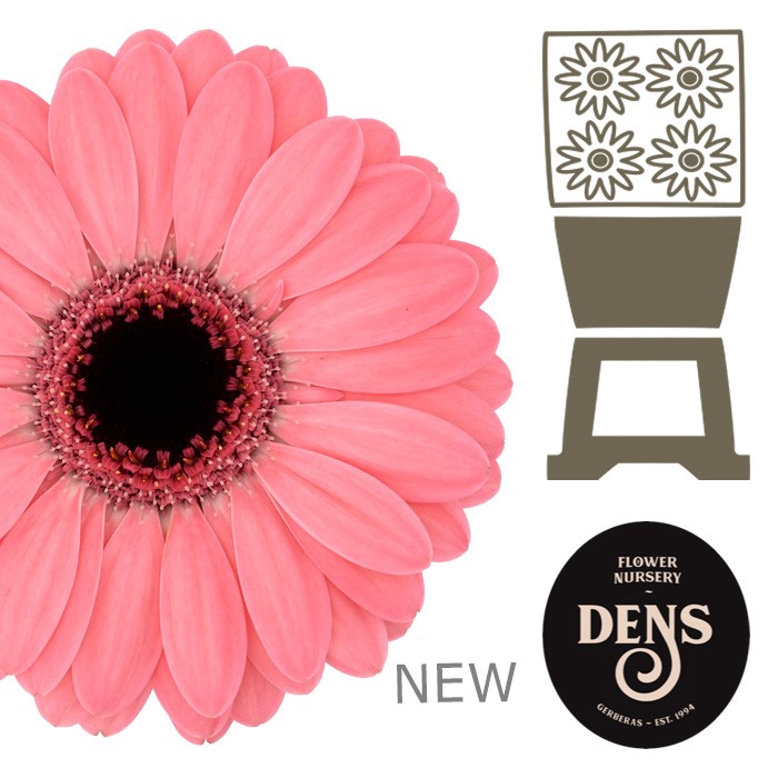 <h4>Germini Gerbera mini Jolie Diamond</h4>