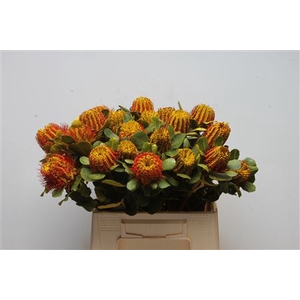 Banksia Coccinea Yellow