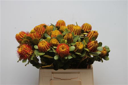 Banksia Coccinea Yellow