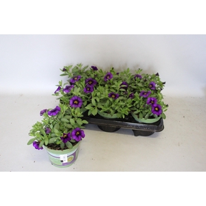 Calibrachoa Dark Blue