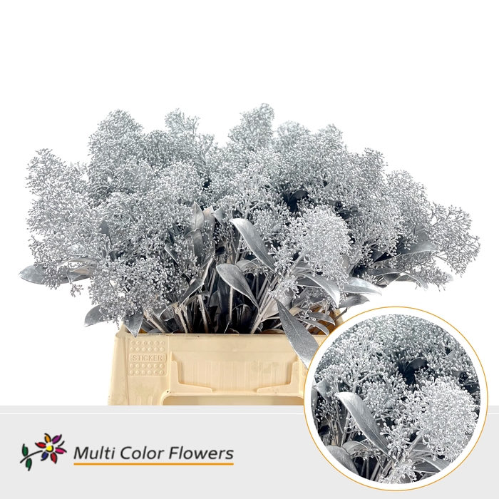 <h4>Skimmia Zilver</h4>