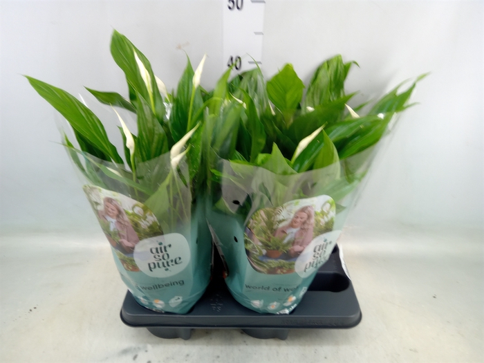 <h4>Spathiphyllum  'Pearl Cupido'</h4>