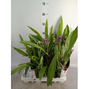 Zygopetalum   ...mix