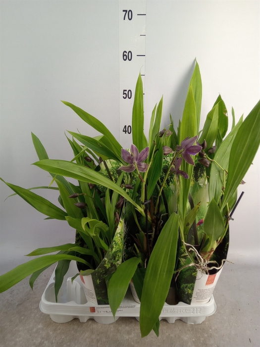 <h4>Zygopetalum   ...mix</h4>