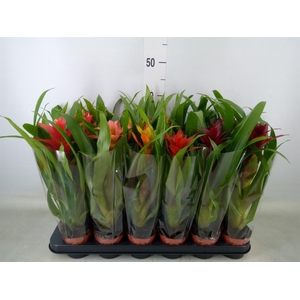 Guzmania   ...mix
