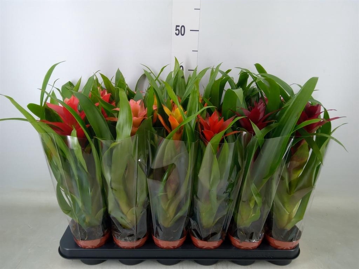 <h4>Guzmania ...mix</h4>